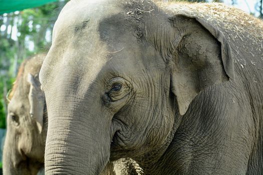 The Asian elephant is the largest living land animal in Asia