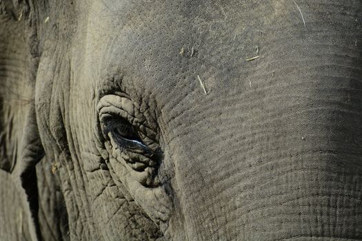 The Asian elephant is the largest living land animal in Asia