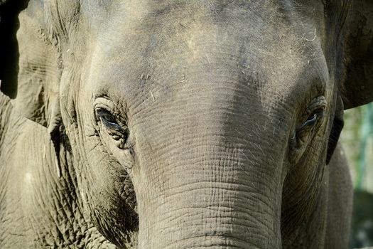 The Asian elephant is the largest living land animal in Asia