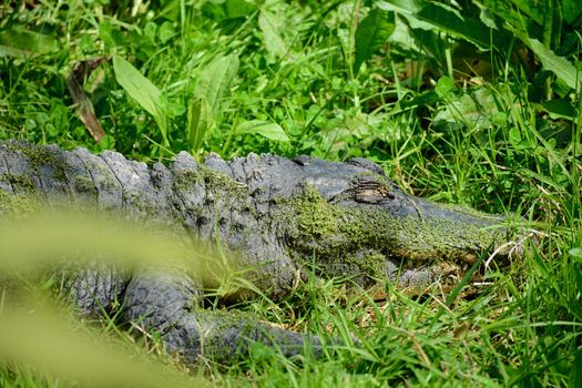 American alligators are apex predators and consume fish, amphibians, reptiles, birds, and mammals. 