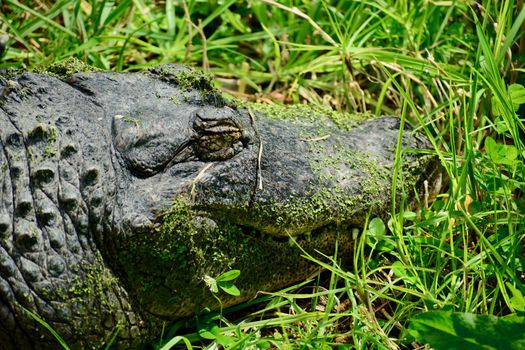 American alligators are apex predators and consume fish, amphibians, reptiles, birds, and mammals. 