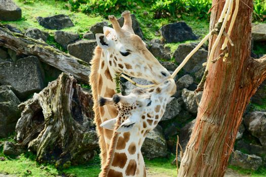 Fully grown giraffes stand 4.3–5.7 m (14.1–18.7 ft) tall, with males taller than females