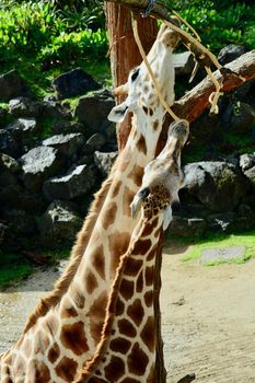 Fully grown giraffes stand 4.3–5.7 m (14.1–18.7 ft) tall, with males taller than females