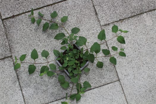 The picture shows candy leaf on a stone floor