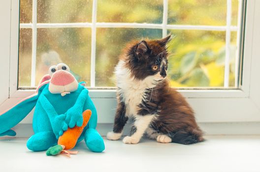 fluffy kitten near the window near blue toy