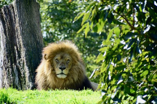 The lion is a muscular, deep-chested cat with a short, rounded head, a reduced neck and round ears.