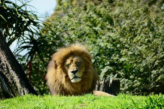 The lion is a muscular, deep-chested cat with a short, rounded head, a reduced neck and round ears.