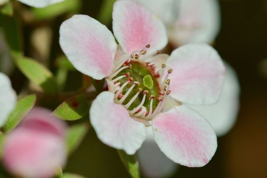 Close-up of a flower, beautiful flowers, being close to nature, bringing nature close to you, flowering Manuka bush