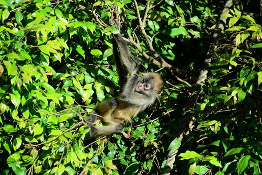 Spider monkeys live in the upper layers of the rainforest, and forage in the high canopy
