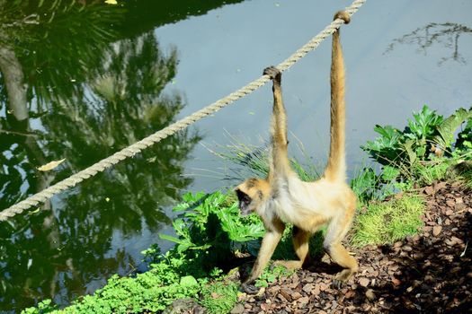 Spider monkeys live in the upper layers of the rainforest, and forage in the high canopy