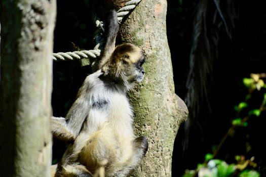 Spider monkeys live in the upper layers of the rainforest, and forage in the high canopy