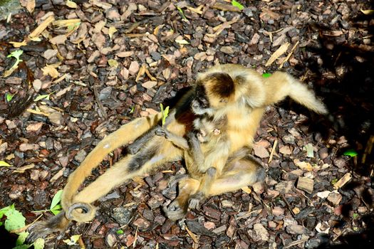 Spider monkeys live in the upper layers of the rainforest, and forage in the high canopy