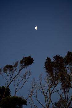 Sky in the evening or at night; silhouettes of trees; half-moon above the trees; sky in the late evening
