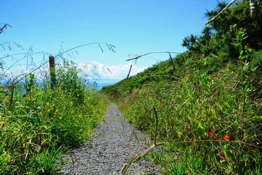 An overgrown steep footpath leading to the sea;