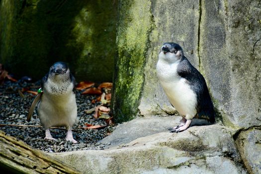 Penguins resqued from fishing nets, with lost wings.