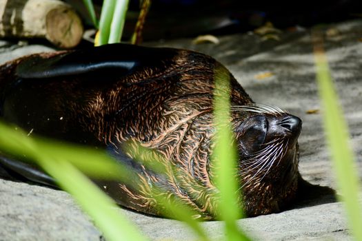 New Zealand sea lion is one of the rarest sea lion species in the world and are only found in New Zealand.