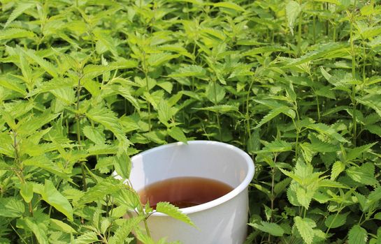 The picture shows liquid manure from stinging nettles in a stinging nettles field