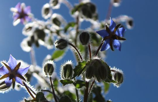 The picture shows borage blossoms in the garden