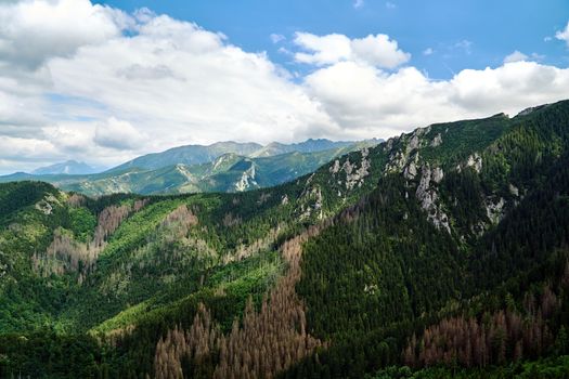 A mountain slope with a mountain pine and limestone rocks in the mountains Tatry in Poland