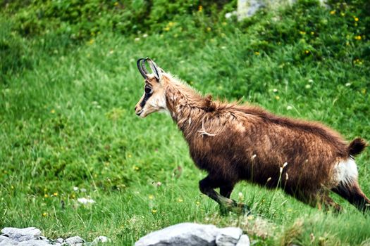 Tatra chamois in the meadow in the Tatra mountains in Poland