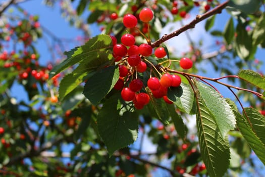 The picture shows a wild cherry in the nature