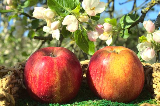 The picture shows ripe apples and apple blossoms