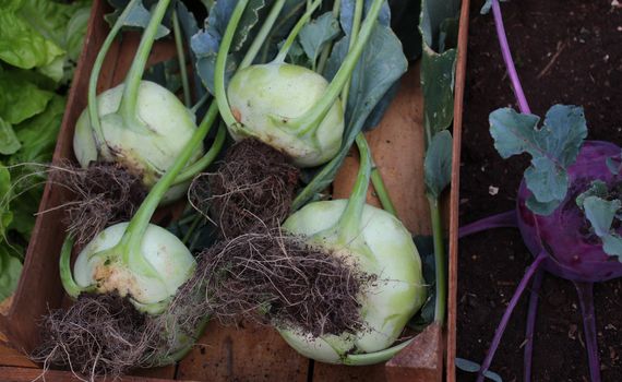 The picture shows cabbage turnip in the garden