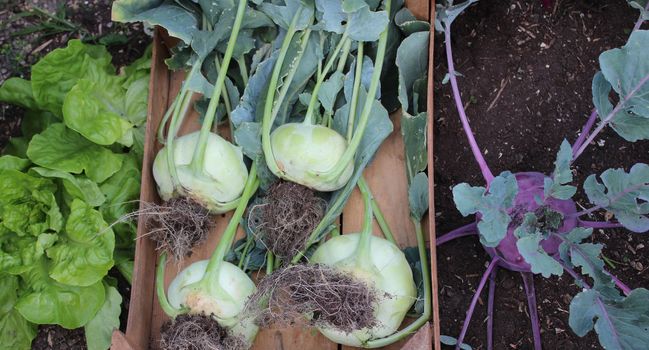 The picture shows cabbage turnip in the garden