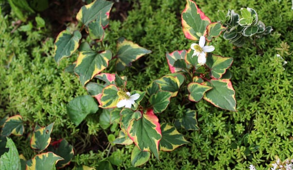 The picture shows blossoming chameleon plant in the garden