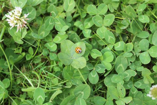 The picture shows a ladybird on a fourleaved clover in the garden