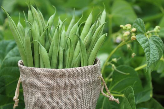 The picture shows beans in a jute sack in front of a bean field