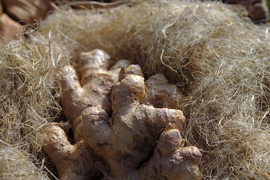 The picture showss ginger in decoration wool in the garden