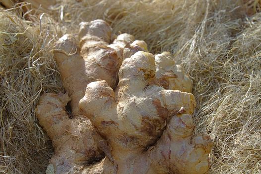 The picture shows ginger in decoration wool in the garden