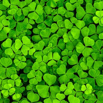 Background with green clover leaves for Saint Patrick's day. Abstract backdrop for design with a shamrock.