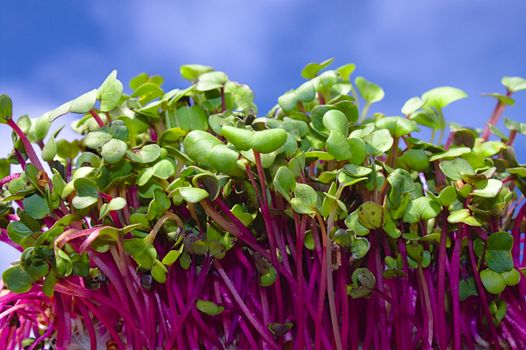 The picture shows healthy cress in the garden