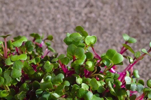 The picture shows healthy cress in the garden