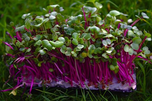 The picture shows healthy cress in the garden