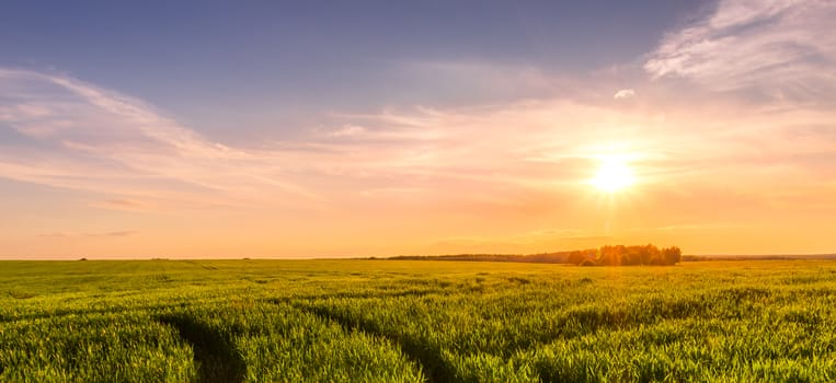 Panorama of  a sunset or sunrise in an agricultural field with ears of young green rye and a path through it on a sunny day. The rays of the sun pushing through the clouds. Landscape.