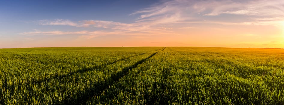 Panorama of  a sunset or sunrise in an agricultural field with ears of young green rye and a path through it on a sunny day. The rays of the sun pushing through the clouds. Landscape.