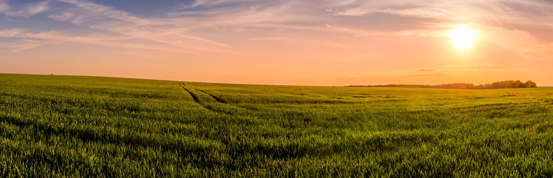 Panorama of a sunset or sunrise in an agricultural field with ears of young green rye and a path through it on a sunny day. The rays of the sun pushing through the clouds. Landscape.