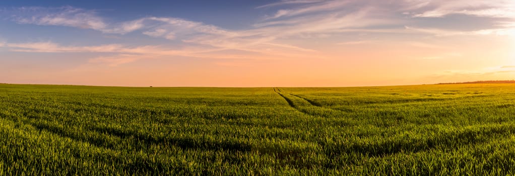 Panorama of a sunset or sunrise in an agricultural field with ears of young green rye and a path through it on a sunny day. The rays of the sun pushing through the clouds. Landscape.