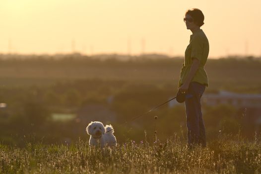 Woman and Maltese dog on Field at Summer Sunset