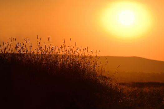 Grass Silhouetted and Sunset Light in Summer