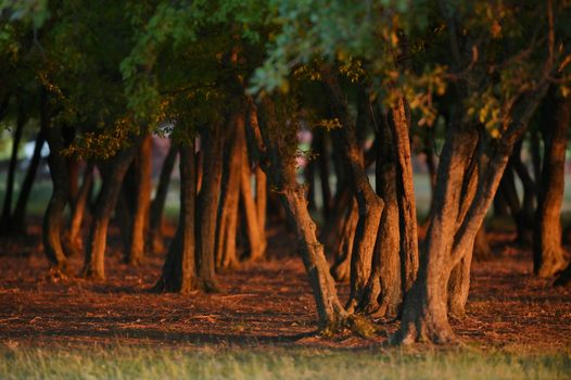 Old Oak Forest with Sunset Light in Summer