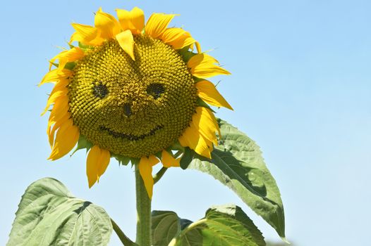 Abstract Smiling sunflower on summer field