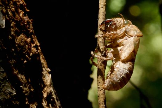 Closeup Tibicina haematodes Cicadidae family