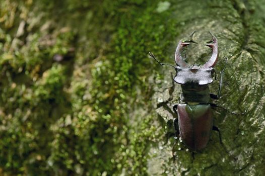 Stag Beetle Lucanus Cervus Male in Macin Mountains Romania