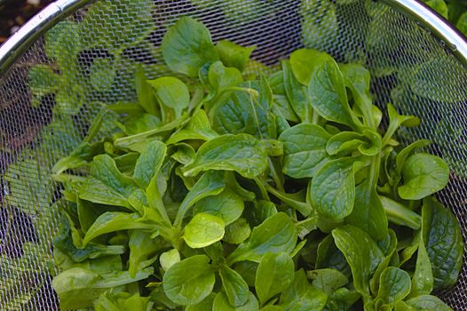 The picture shows lamb`s lettuce in a colander