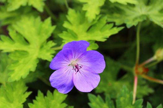 The picture shows blue geranium in the garden