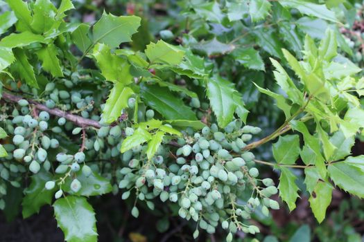 The picture shows mahonia fruits in the garden